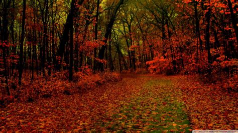 Red Forest Wallpapers Top Free Red Forest Backgrounds Wallpaperaccess
