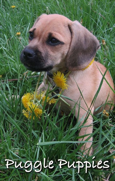 Toy Puggle Full Grown Wow Blog