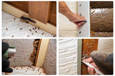 How To Treat House For Termites Heres How To Eliminate This Social