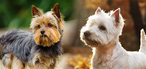 Tatsächlich Rand Freiwillige West Highland Terrier White Shaker