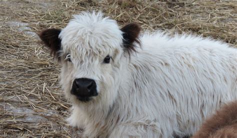 7 Miniature Cow Breeds Farmhouse Guide