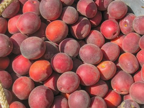 Maybe you would like to learn more about one of these? Plum and apricot hybrid stock image. Image of color ...