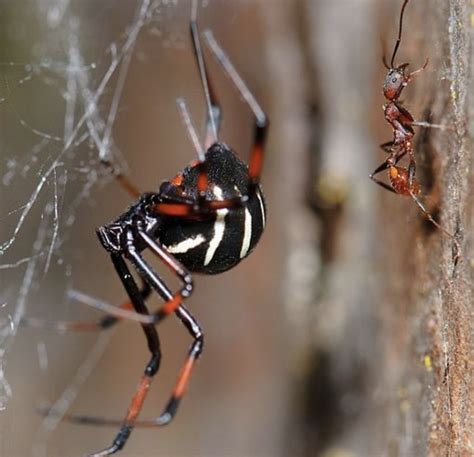 Where Do Black Widows Live And What Are Their Behaviors Owlcation