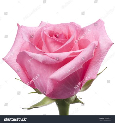 Pink Rose Isolated On White Background Stock Photo 108404123 Shutterstock