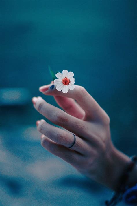 Foto Tangan Orang Yang Memegang Bunga Mungil · Foto Stok Gratis