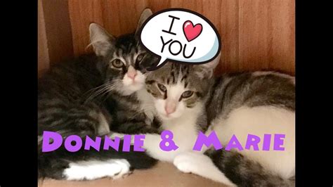 Catios, outdoor cat patios, are a purrfect way to keep cats safe while enjoying the enrichment of the outdoors. Donnie & Marie A Bonded Pair Of Kittens For Adoption ...