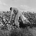 Migratory Field Worker Picking Cotton Photograph by Everett