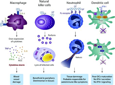 Dysregulation Of Innate Immune Cells In Ebola Infection Consequences