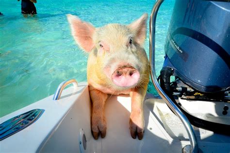Go Hog Wild Swimming With Pigs In The Bahamas Is An Adventure You Can