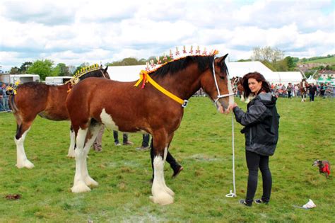 Shire Horse Size And Facts Revealed Horsezz