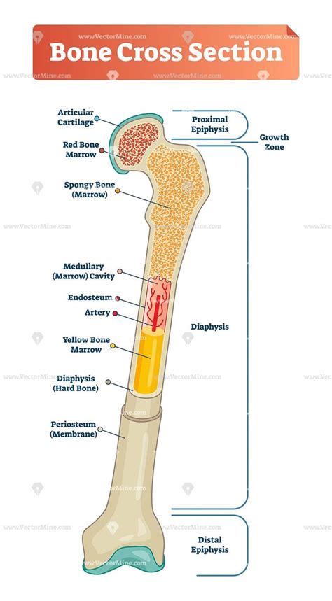 Human Bone Cross Section