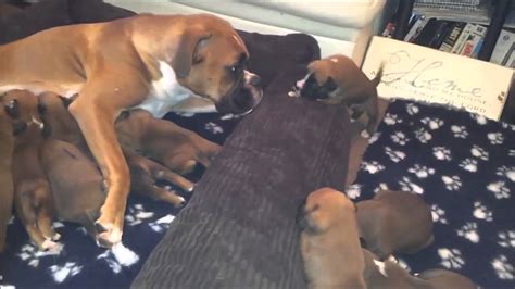 10 Boxer Puppies With Mum And Dad Lily And Milo Youtube
