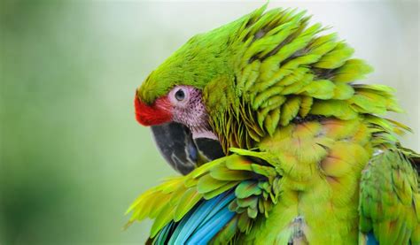 Great Green Macaw Parrot Facts Information And Habitat