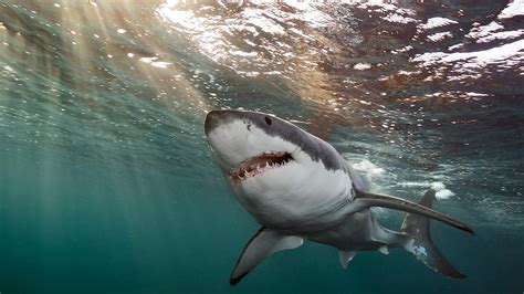 Shark Attacks Are More Common In The Atlantic Ocean