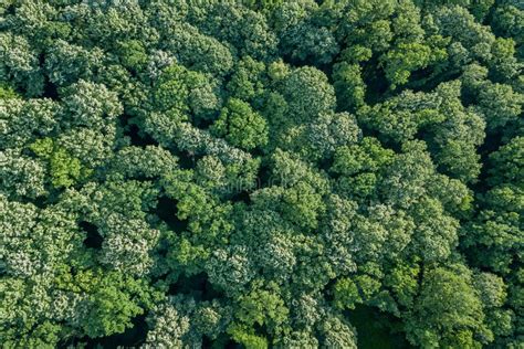 Forest And Tree Landscape Texture Background Aerial Top View Forest