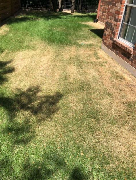 Zoysiagrass (zoysia japonica steud) jamur cultivar jamur cultivar medium/coarse t e xtured monocot v e rnation: Zoysia lawn issue | LawnSite.com™ - Lawn Care ...