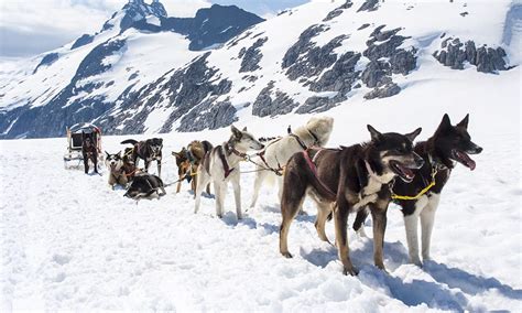 A Guide To Dog Sledding Tours Near Anchorage