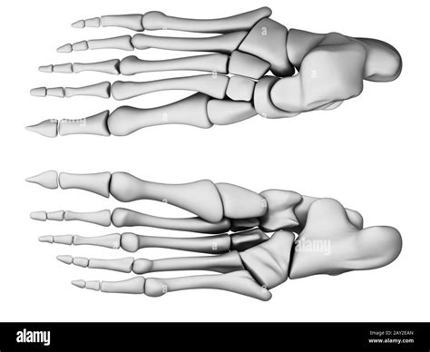 3d Rendered Illustration Foot Anatomy Stock Photo Alamy