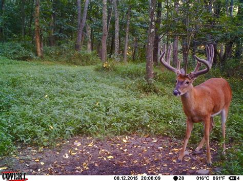 Tracking Velvet Whitetail Bucks Using Trail Cameras The Buck Advisors