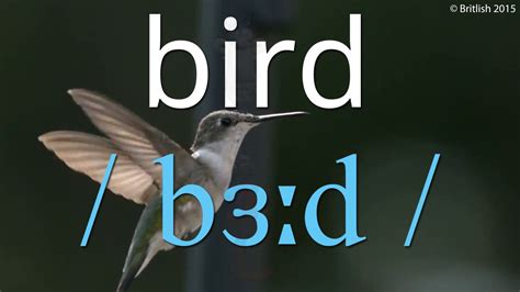 Hummingbird Pronunciation English