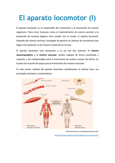 El Aparato Locomotor