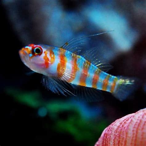 Red Striped Goby Trimma Cana Ocean Creatures Orange Band Tropical