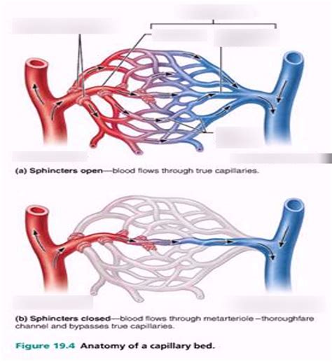 Anatomy Of A Capillary Bed Diagram Quizlet
