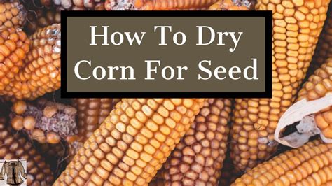 Saving Corn Kernels And Other Seeds Youtube