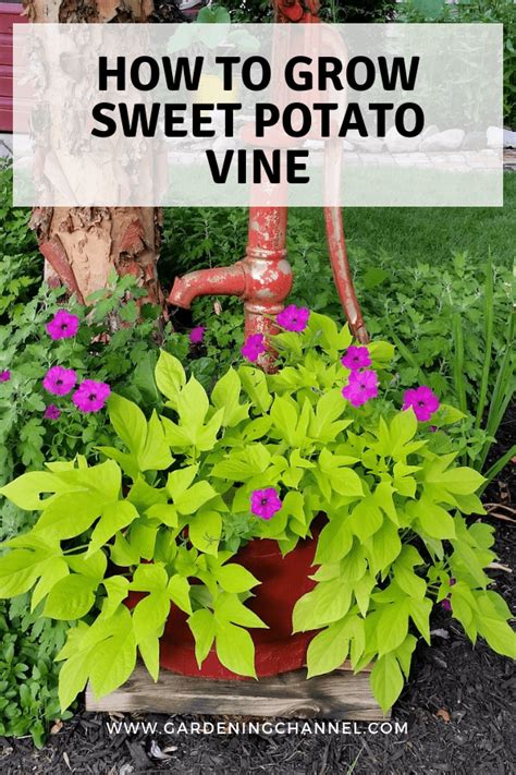 How To Grow Sweet Potato Vine Gardening Channel