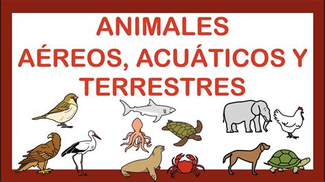 ANIMALES TERRESTRES ACUÁTICOS y AÉREOS ARASAAC YouTube