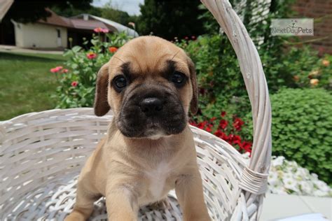 Visit www.kalamazooanimalrescue.org for more information on our adoption process. Lady: Puggle puppy for sale near Kalamazoo, Michigan. | 18d0cbfa-b121