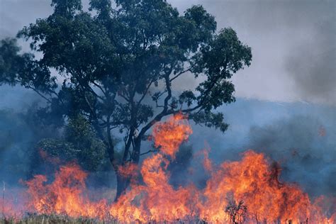 australia bushfires cause impact and restoration
