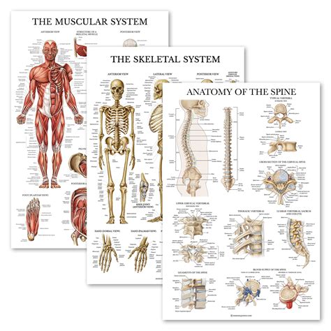 Buy 3 Pack Muscular System Skeletal System Anatomy Of The Spine