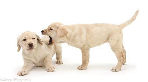 Dogs Yellow Labrador Puppies 8 Weeks Old Play Fighting Photo Wp23192
