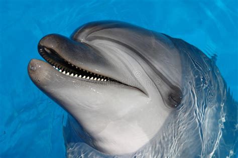 Black Sea Bottlenose Dolphin Stock Photo Image Of Sits Blue 89016630