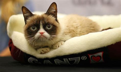 Grumpy Cats Outrageous Earnings Are The Talk Of The