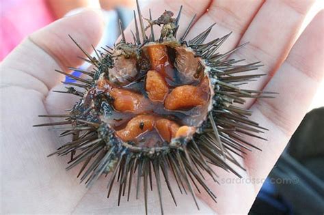 How To Eat Fresh Sea Urchin Serious Eats