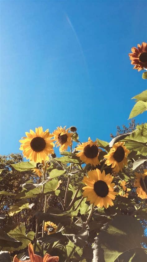 Aesthetic Sunflowers Wallpapers - Wallpaper Cave