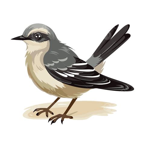 الطائر المحاكي Clipart الرمادي الطيور على خلفية بيضاء Cartoon المتجه