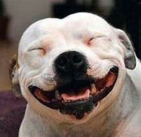 Cheese Smiling Dogs Smiling Animals Pitbulls