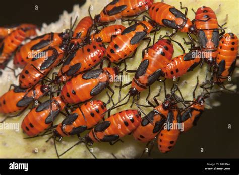 Large Milkweed Bug Oncopeltus Fasciatus Nymphs On A Milkweed Plant