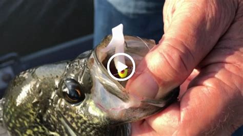 Tips On Fishing Reed Beds For Crappie Crappiefirst