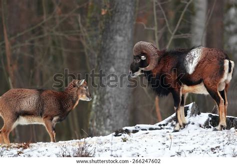 Grown Young Mouflon Standing Front Snow Stock Photo 266247602