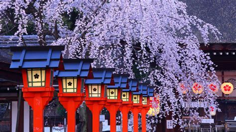 Cherry Blossom Spots In Kyoto