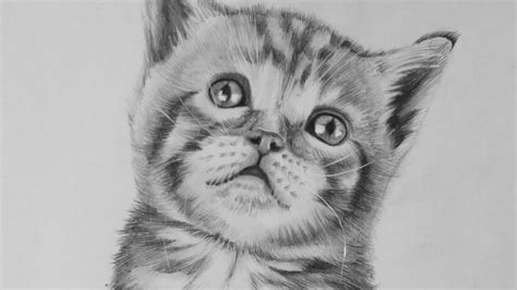 Kitten Paintings Search Result At