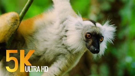 5k Madagascar Wildlife Incredible Nature And Wildlife Of Madagascar
