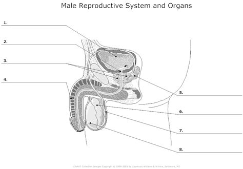 Male organ for sexual intercourse. Penis, testicle, vas deferens, Epididymis, Bladder, Prost...