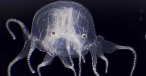 Highly Venomous Mystery Sea Creature With 24 Eyes Discovered For
