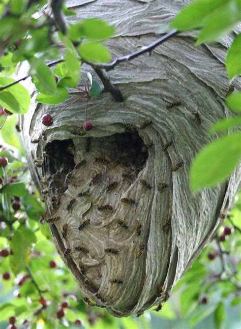 Paper Wasp Nest We Have Two Of These To Deal With This Spring Wasp