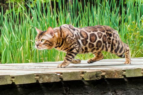 Cheetahsden bengal tica outstanding cattery and bengal cattery of excellence. Bengal Kittens & Cats for Sale | Wild & Sweet Bengals